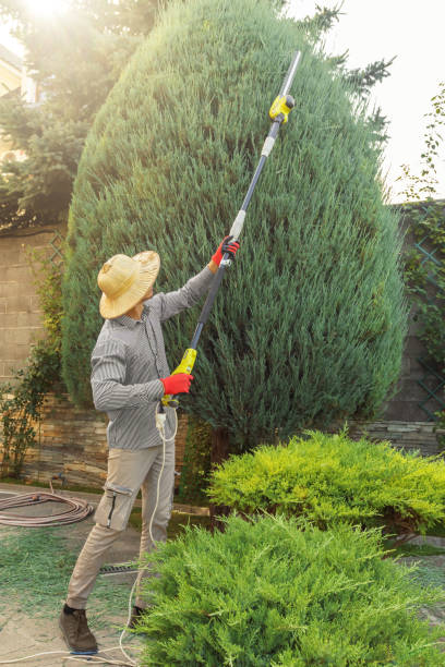 Best Tree Cutting Near Me  in Murphys, CA